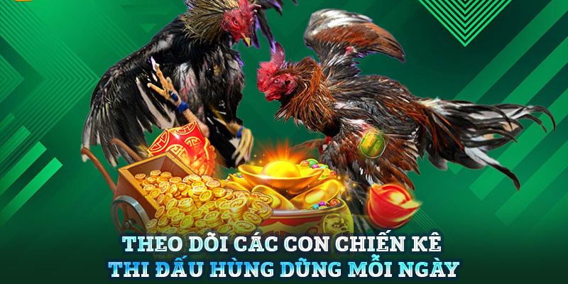 Vô số thể loại hấp dẫn và đặc sắc về chọi kê